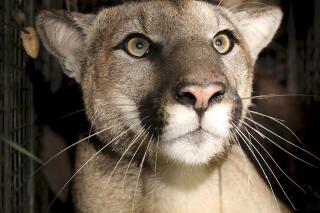 Eastern deals puma snopes